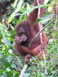 Orangutang