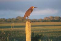 Rufescent Tiger-heron